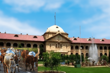 "Cow Slaughter Law" Was Misinterpreted; Only Cow Dung Was Recovered From the Location: Allahabad High Court Releases Accused, Claims Insufficient Investigation