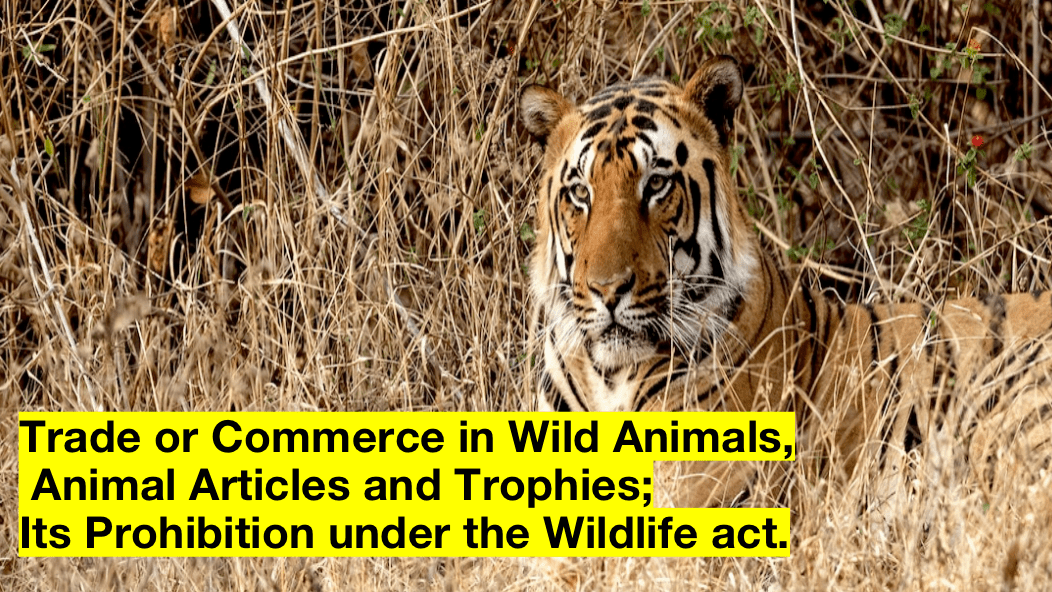 Trade or Commerce in Wild Animals, Animal Articles and Trophies; Its