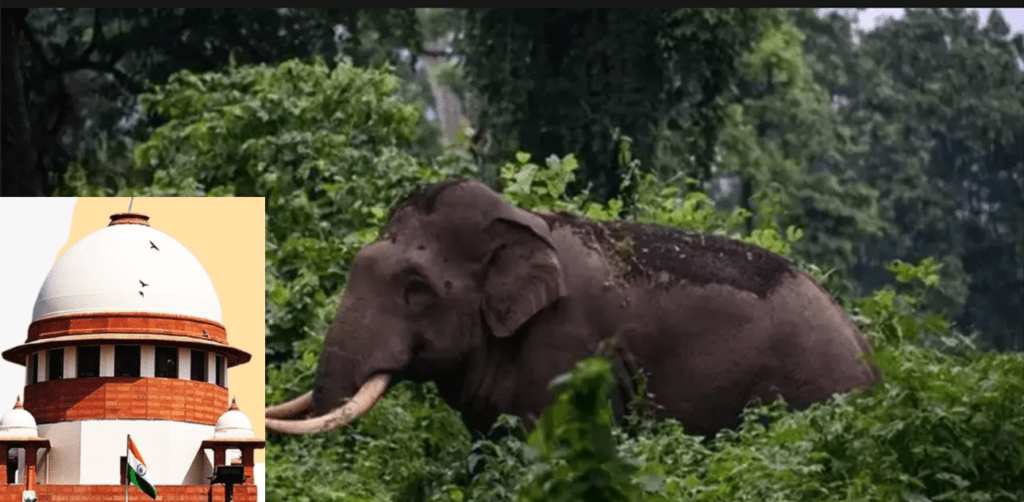 The Supreme Court on Monday dismissed the petition filed by the Kerala Government against the directions issued by the Kerala High Court to relocate the rogue elephant named 'Arikompan' from the Munnar-Chinnakanal area to Parambikulam