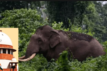 The Supreme Court on Monday dismissed the petition filed by the Kerala Government against the directions issued by the Kerala High Court to relocate the rogue elephant named 'Arikompan' from the Munnar-Chinnakanal area to Parambikulam