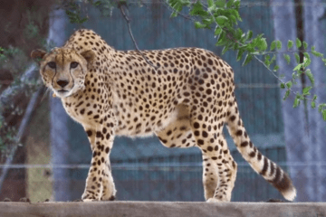 Kuno Cheetah, Translocation, Supreme Court, 50% mortality, Cause of Alarm
