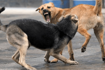 Punjab and Haryana High Court grants ₹10,000 in compensation for each tooth mark in a stray dog attack case.